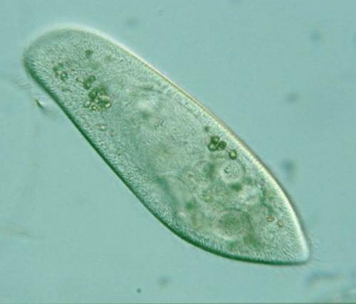 Интересные факты о инфузории туфельки. Инфузория туфелька: описание и характеристика. Как выглядит инфузория туфелька?