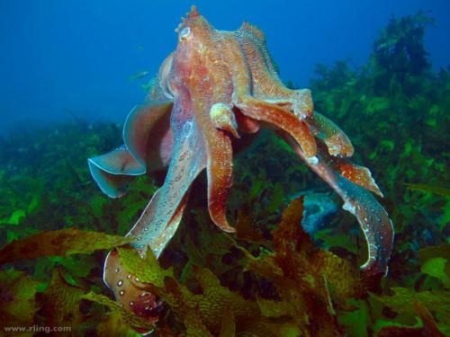 Краткий рассказ о моллюсках. Кто такие моллюски?