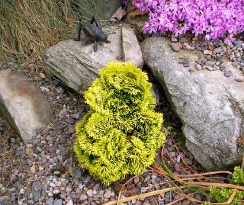 Японский кипарис. Поделиться 2 Воскресенье, 31 июля, 2011г. 18:17:41