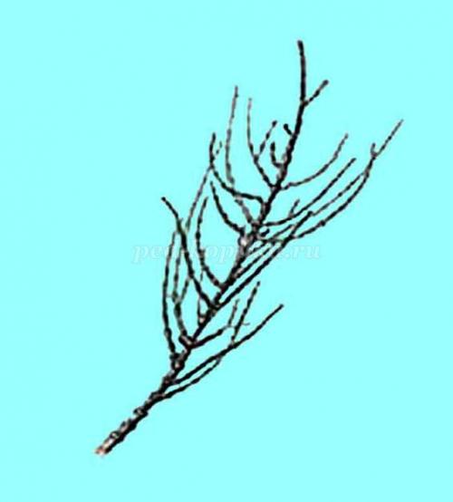 Кактус интересные факты. 10 интересных фактов о, кактусах 08