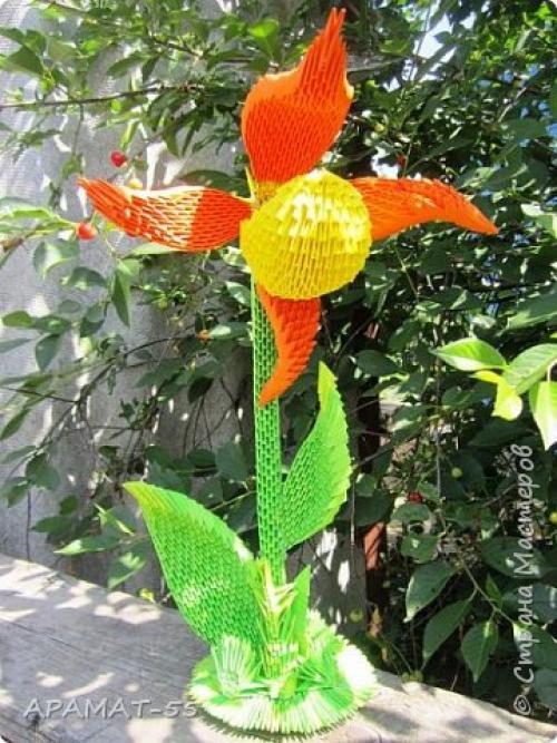 Венерин башмачок раскраска. Советы и вопросы