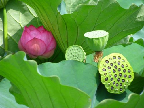 Венерин башмачок интересные факты. Среда обитания 03