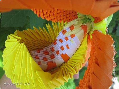 Венерин башмачок раскраска. Советы и вопросы