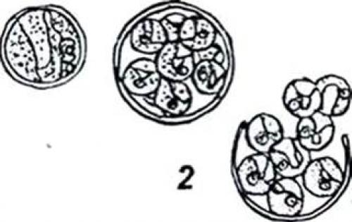 Факты о водорослях. Интересные факты о водорослях 06