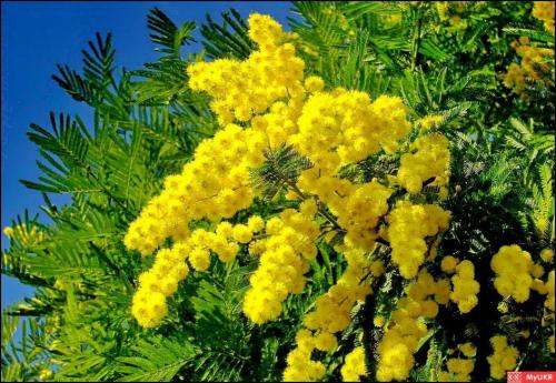 Животные Черноморского побережья. Животный мир Черноморского побережья Кавказа 03