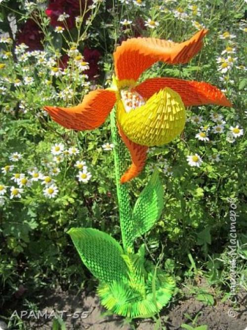 Венерин башмачок раскраска. Советы и вопросы