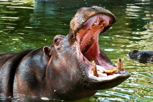 Бегемот кусает бегемота. Бегемот - вот кто на самом деле самое опасное животное для человека