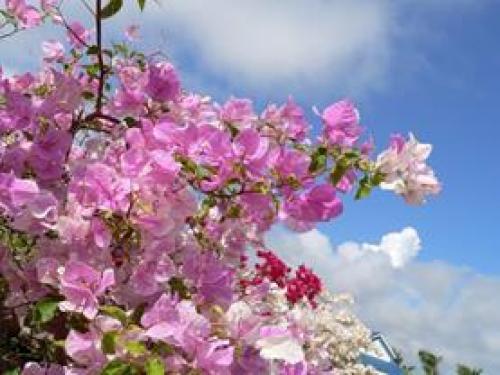 Климатические пояса земли интересные факты. Тропический пояс