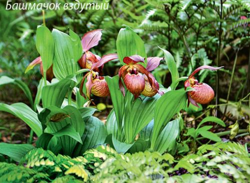 Венерин башмачок паразит. Венерин башмачок: зимостойкие виды