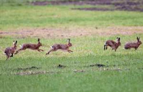 Кто живет в степи. Какие животные обитают в степи?