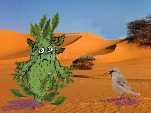 Кактус интересные факты. 10 интересных фактов о, кактусах 07