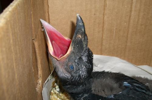 Ворон и ворона — самка и самец или разные птицы