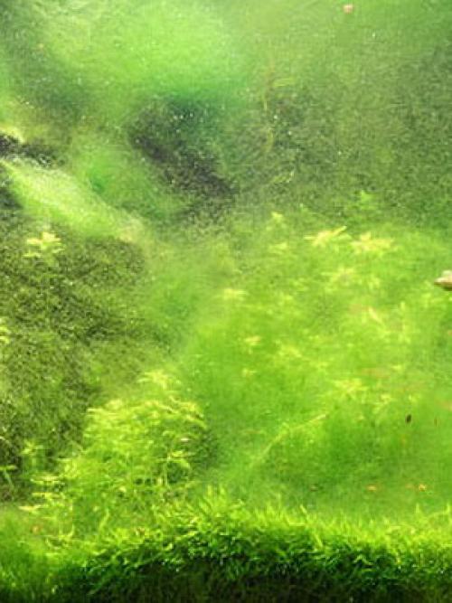 Виды водорослей. Какие бывают основные виды водорослей