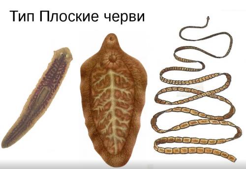Самые интересные факты о плоских червях. Плоские черви — интересные факты