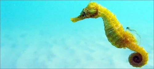 Морской конек описание для детей. Загадочное существо — морской конек. Знакомимся ближе