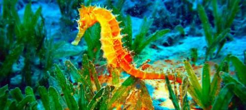 Морской конек описание для детей. Загадочное существо — морской конек. Знакомимся ближе