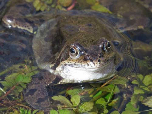 Земноводные интересные факты. Земноводные - удивительные существа. Интересные факты о земноводных 01