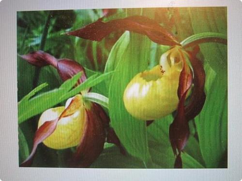 Венерин башмачок раскраска. Советы и вопросы