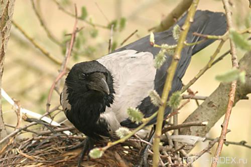 Интересные факты ворон. Интересные факты о воронах 04