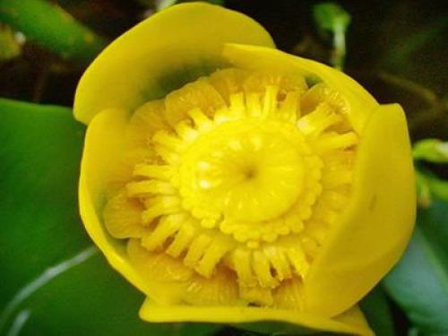 Черноморского побережья кавказа животные. Факты о животных черноморского побережья 05