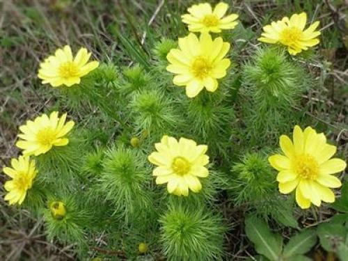 Черноморского побережья кавказа животные. Факты о животных черноморского побережья 01