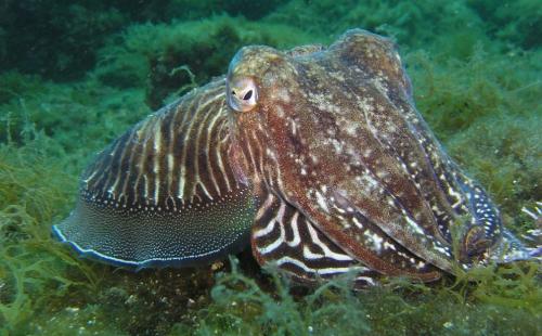 Кальмар где обитает. Кальмары — интересные факты