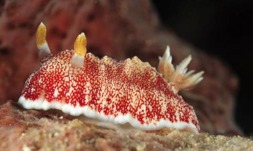 Интересные факты о моллюсках брюхоногих. Интересные факты о моллюсках + Видео