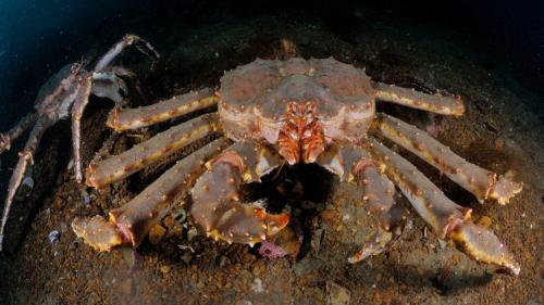 Внутреннее строение краба. Описание