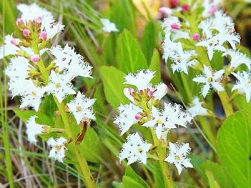 Черноморского побережья кавказа животные. Факты о животных черноморского побережья 04