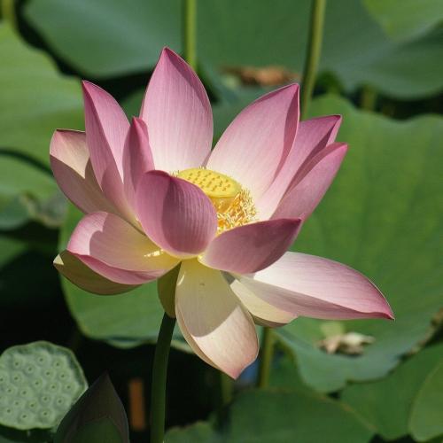 Растения Красной книги. Редкие растения Красной книги Казахстана