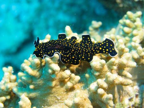 Интересные факты о плоских червях. Интересные факты о кольчатых червях 04