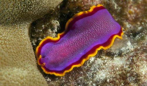 Сообщение о плоских червях. Происхождение вида и описание