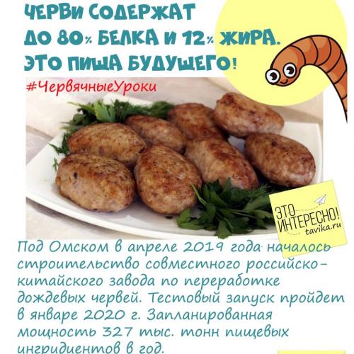 Интересные факты про червей. Червячные уроки. Уро.  Интересные факты про дождевых червей для детей