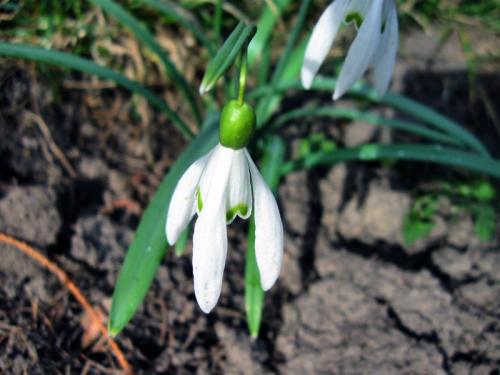 Пирогов винница. Музей Пирогова в Виннице