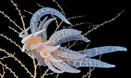 Интересные факты о моллюсках брюхоногих. Интересные факты о моллюсках + Видео