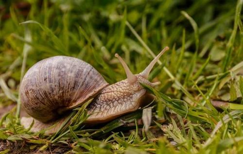 Краткий рассказ о моллюсках. Описание и особенности