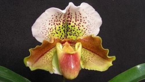 Интересные факты венерин башмачок. Среда обитания