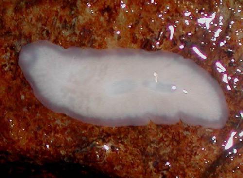 Интересные факты о плоских червях. Интересные факты о кольчатых червях 09