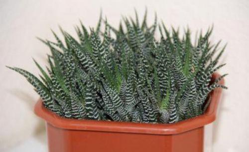 Интересные факты о, кактусе. 10 интересных фактов о, кактусах 19