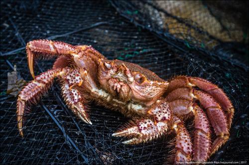 Виды крабов. Чем отличаются камчатские крабы и какие из них вкуснее