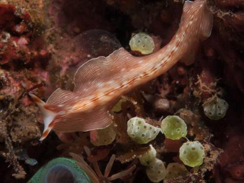 Интересные факты о плоских червях. Интересные факты о кольчатых червях 02