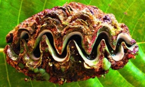 Легенды о моллюсках. Интересные факты о моллюсках