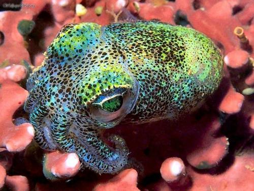 Необычные брюхоногие моллюски. 10 самых необычных головоногих из глубин океана