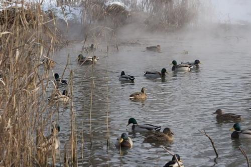Птица похожая на утку. Кряква - крупнейший представитель диких уток