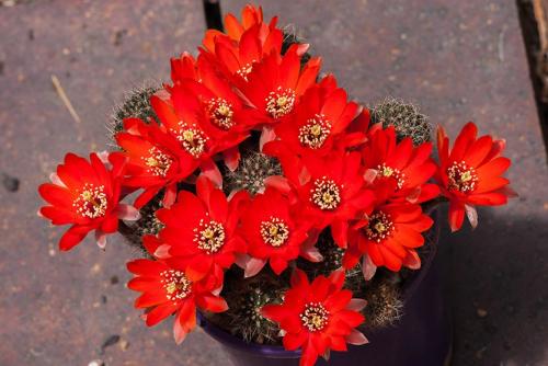 Кактус размеры. Домашние шаровидные, кактусы. Какой нравится вам?