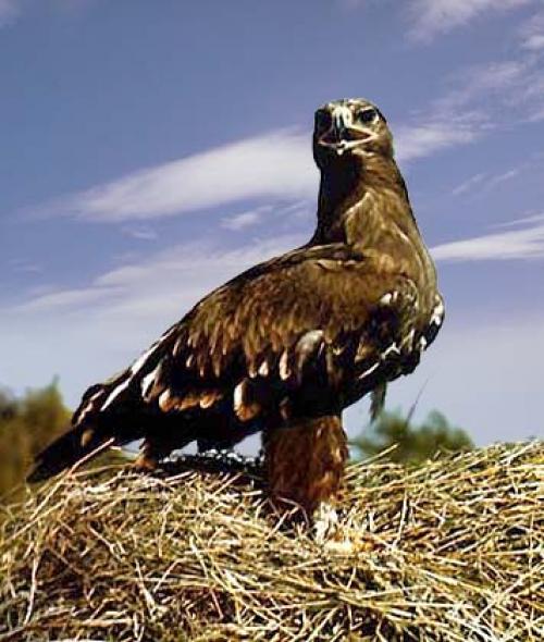 Сколько животных в красной книге. Красная книга