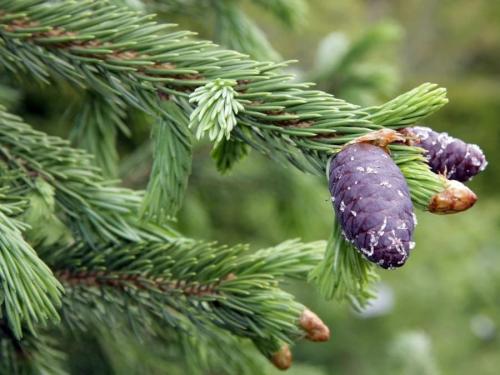 Растения Красной книги. Редкие растения Красной книги Казахстана