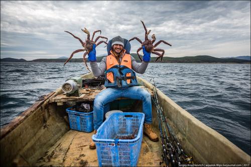 Виды крабов. Чем отличаются камчатские крабы и какие из них вкуснее