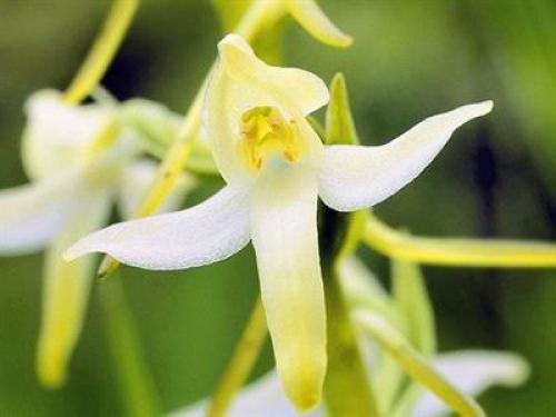 Черноморского побережья кавказа животные. Факты о животных черноморского побережья 06