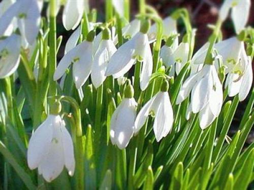 Черноморского побережья кавказа животные. Факты о животных черноморского побережья 09